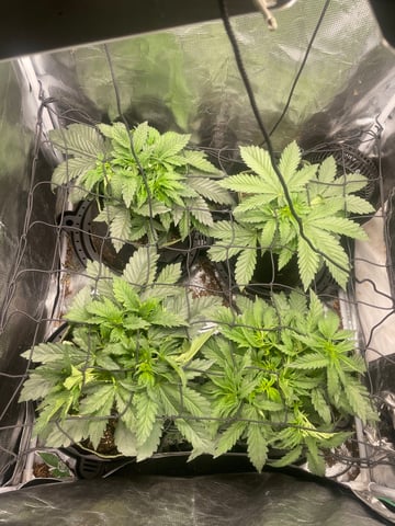 Mainely Organic Mix — flower, day 10