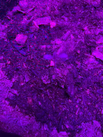 OG Kush Female  — germination, day 1