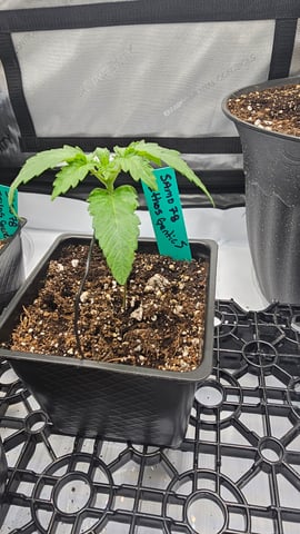 ethos genetics  — seedling_rooting, day 13