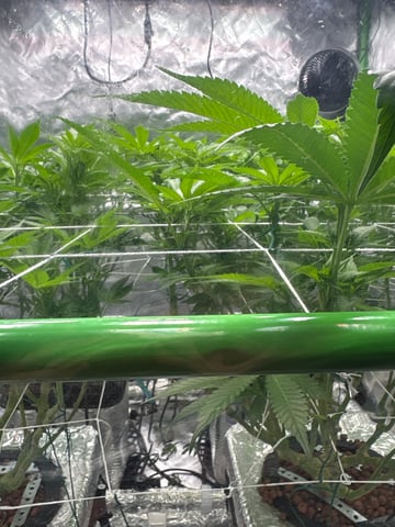 First Grow (Hydro) — flower, day 89