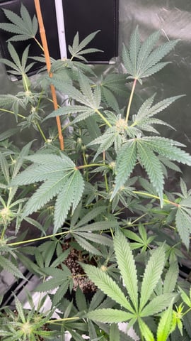 Current Grow — flower, day 6