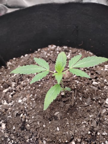 Special queen Auto — seedling_rooting, day 7