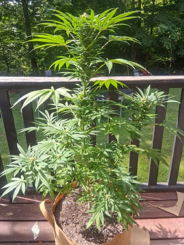 First Indoor Grow  — flower, day 93