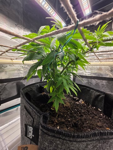 First try — vegetative, day 69