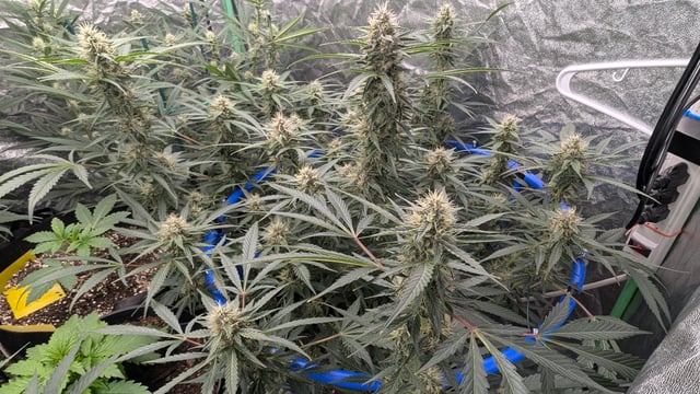 Mixed Grow — grow_setup, day 60