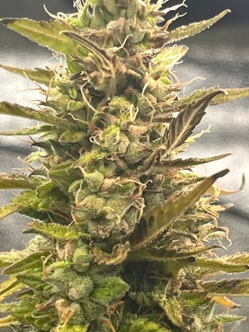 My First Four — flower, day 95