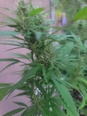 Poison Rainbows — vegetative, day 128