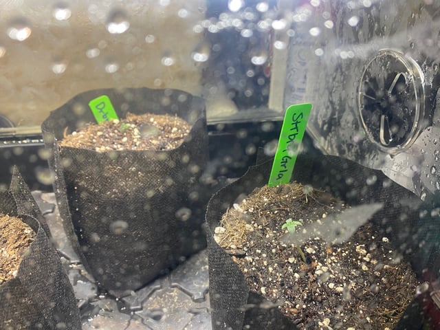 Auto Run #1 2025-2026 — seedling_rooting, day 5