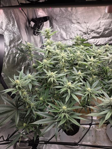 Lhotse 1 and 2 — flower, day 23