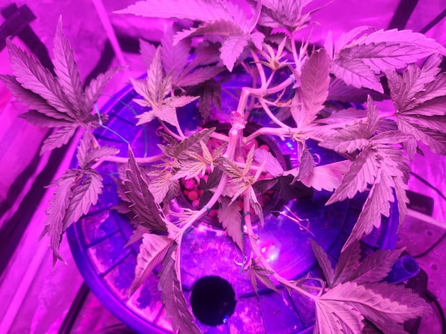 Sour Diesel (started Aug 30th 2025) — flower, day 45