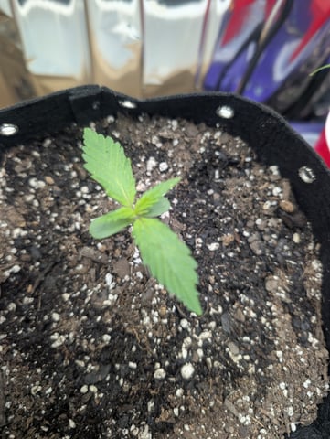 Zkittlez (Auto) — seedling_rooting, day 12