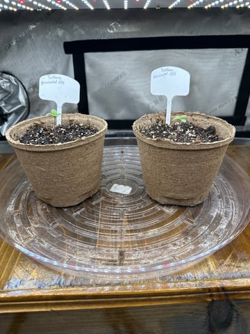 White Russian — vegetative, day 1