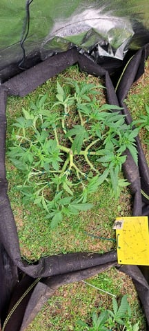 First Grow with the new setup  — vegetative, day 46