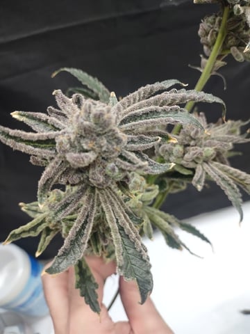 Mainely Genetics Micro Pheno Hunt — harvest, day 104
