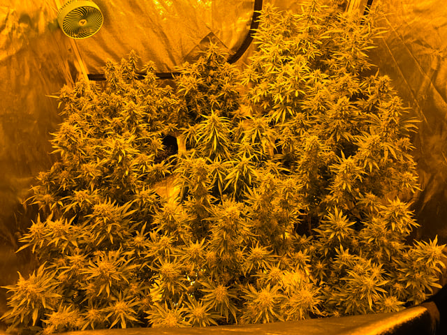 2nd Autoflower Indoor Grow — flower, day 77