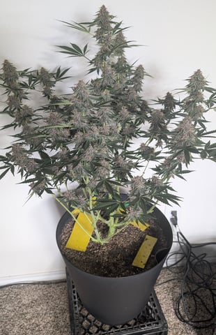 Mixed Grow — flower, day 85