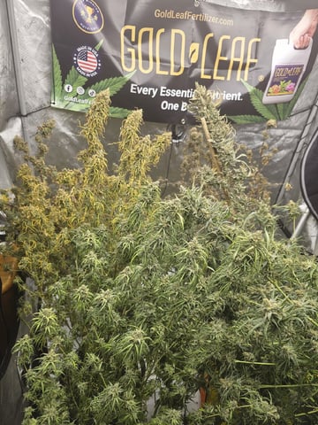 Dwc & Soil Run.  — harvest, day 114