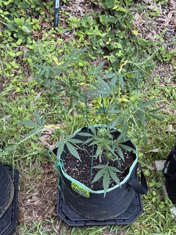 Indoor & Outdoor Grow 6 — flower, day 36