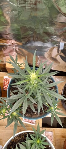 Piney — flower, day 8