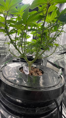 1st Ever Grow (Fat Bastard)(RDWC)  — vegetative, day 79