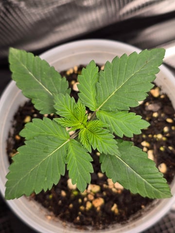 Northern lights #10 2nd plant (Selkies) — vegetative, day 13