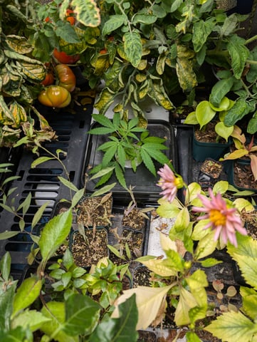 Black African Magic — vegetative, day 12