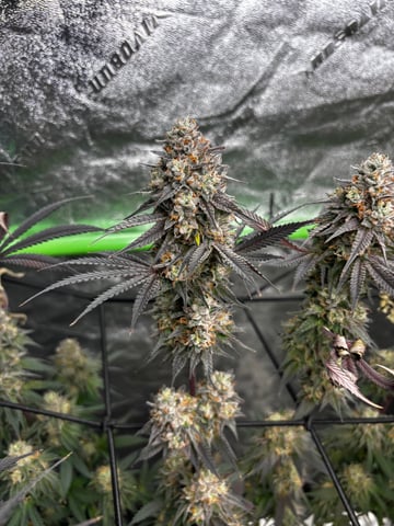 Pink Passion Fruit — flower, day 115