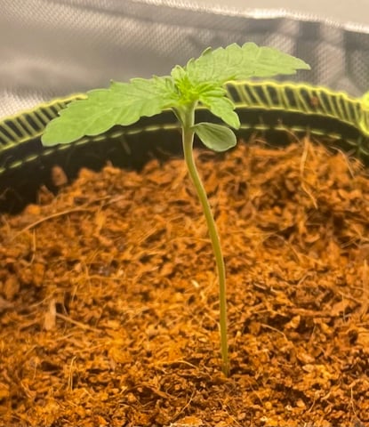 B Rads Buds — seedling_rooting, day 1