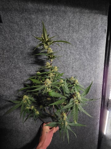 Pineapple Express  — vegetative, day 45