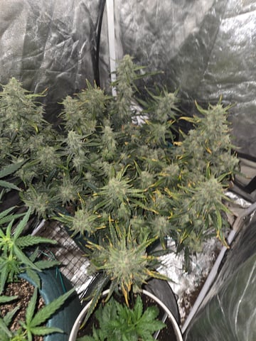 high octane x holy grail  — auto, day 68