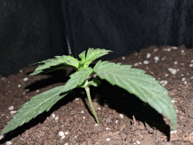 Cali Kush — vegetative, day 1