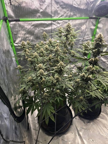 2nd grow round 2 — flower, day 80