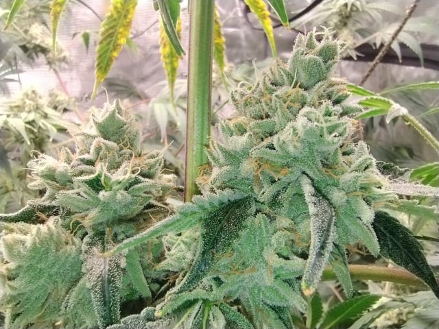 Photo Time📸🕞 — flower, day 111