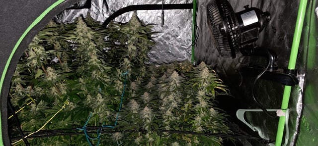 first grow
