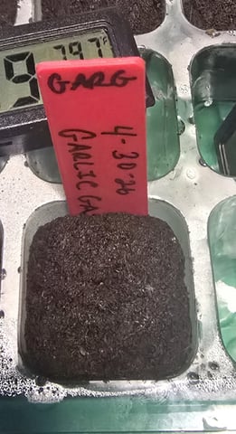 Garlic Gas - Fem Photo — grow_setup, day 1