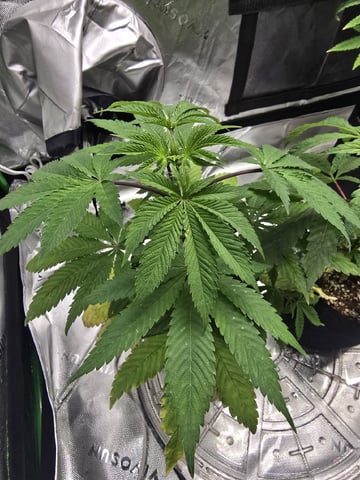 Oceanz 16 — vegetative, day 35