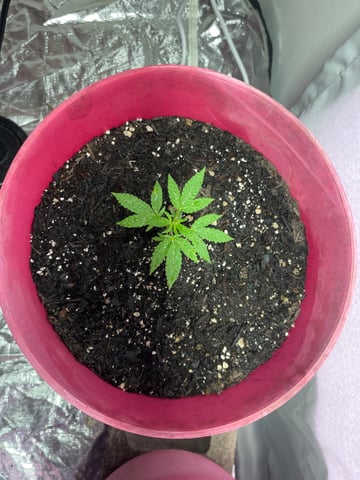 Alfie & Franki — vegetative, day 43