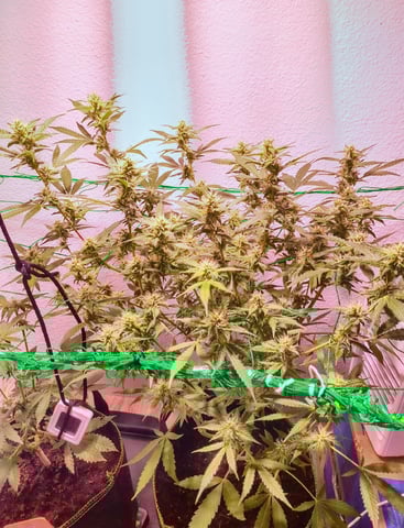 pineapple Express  — flower, day 16