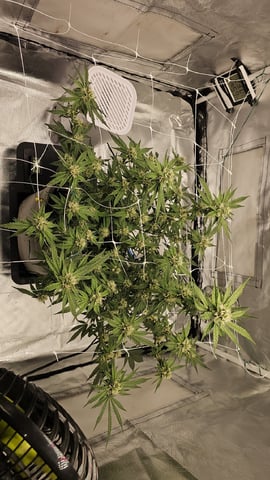 Jelousy Fast(Photo) & Ultra Voilet (Auto) — flower, day 45