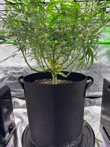 Fall 2025 Grow — vegetative, day 43