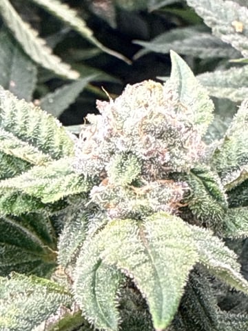 exotic genetix / beleaf cut white truffle  — flower, day 33