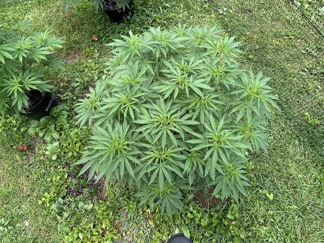 2026 Outdoor — vegetative, day 77