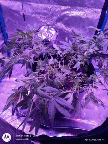Georgia Pie Female Photo — flower, day 55