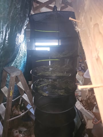 blue cheese  — harvest, day 9