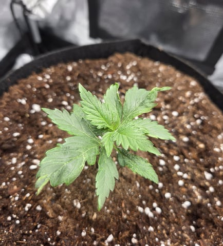 August Grow