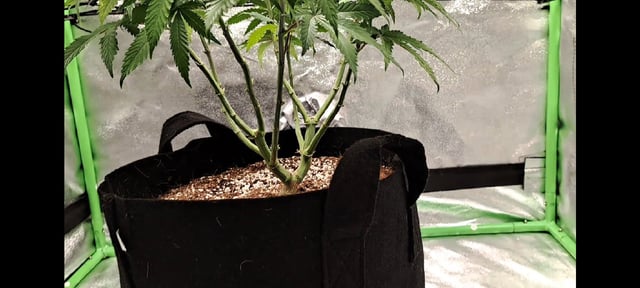 Blue Cheese from Barney's Farm — vegetative, day 5