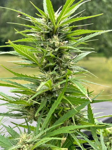 First ever grow — flower, day 81