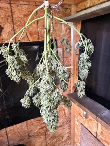 First ever grow — harvest, day 102