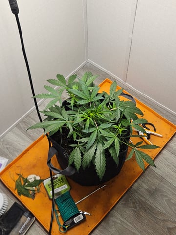 Mango Runtz — seedling_rooting, day 43