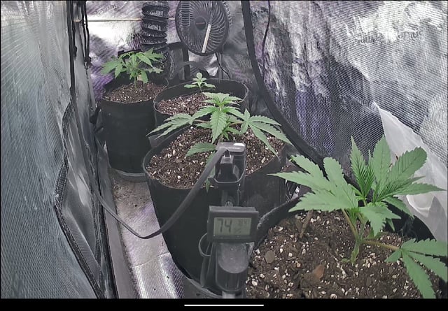 Homemade Seeds  — vegetative, day 28